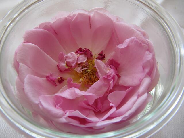 ... eine "Duftrose" vom Spalier, diente als Tischdekoration ...
