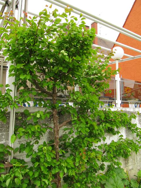 ... ein Birnenspalier an der oberen Terrasse ...