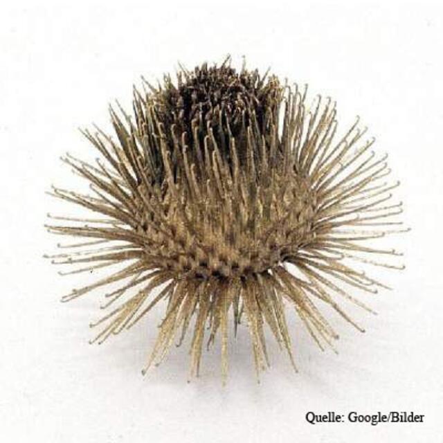 Klette  (Arctium lappa)