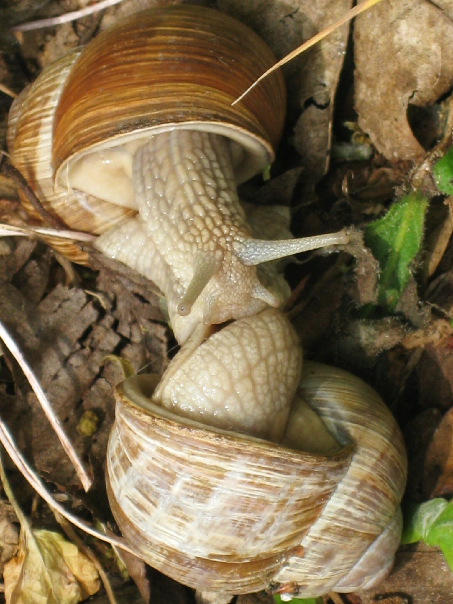 Weichtiere brauchen auch Liebe!!! Donauwörth