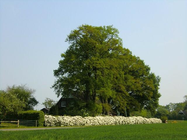 Prächtige Bauernhäuser verstecken sich unter mächtigen Bäumen und hinter Rhododendronhecken.