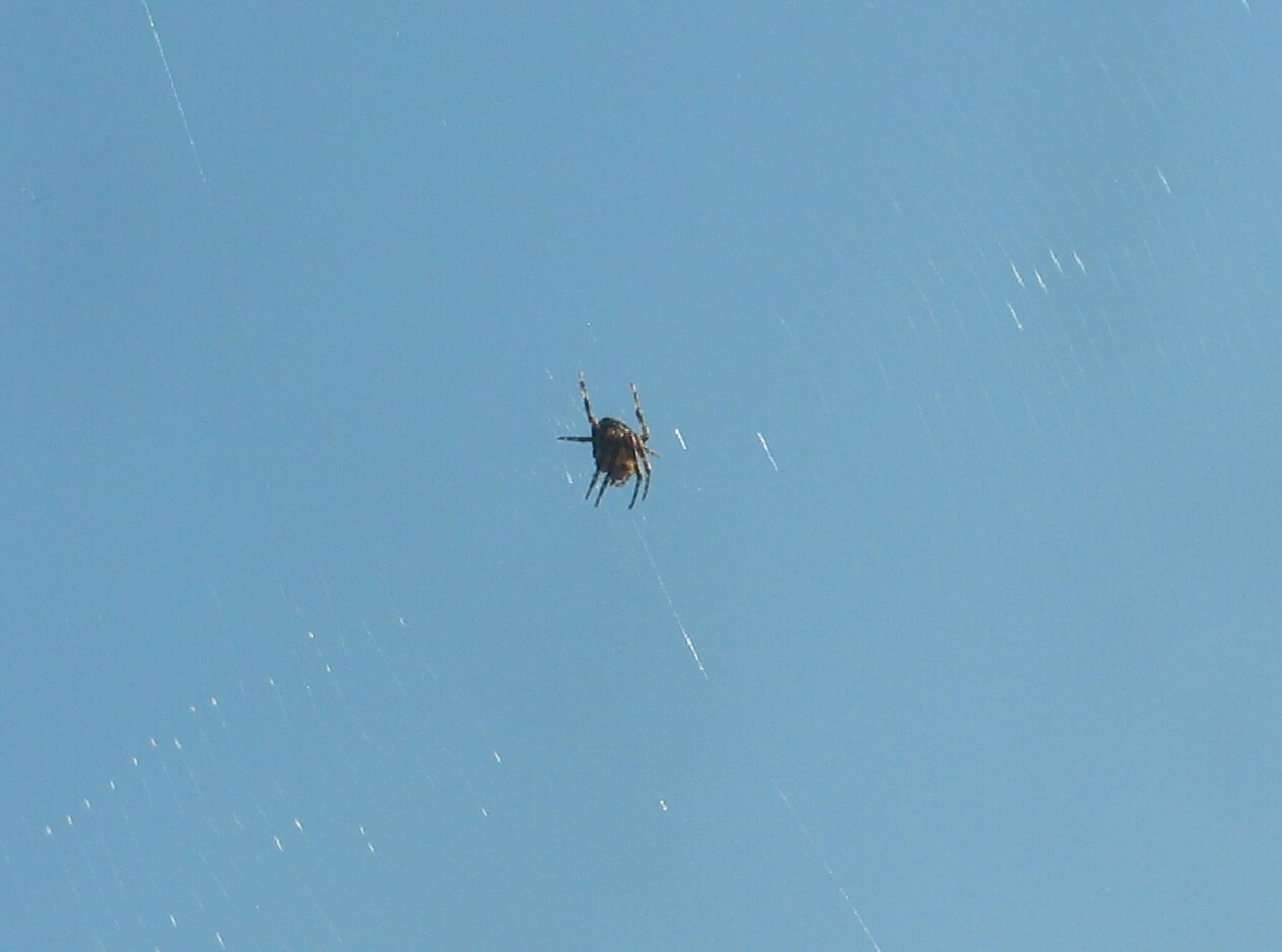 Meine „Fensterspinne“ München