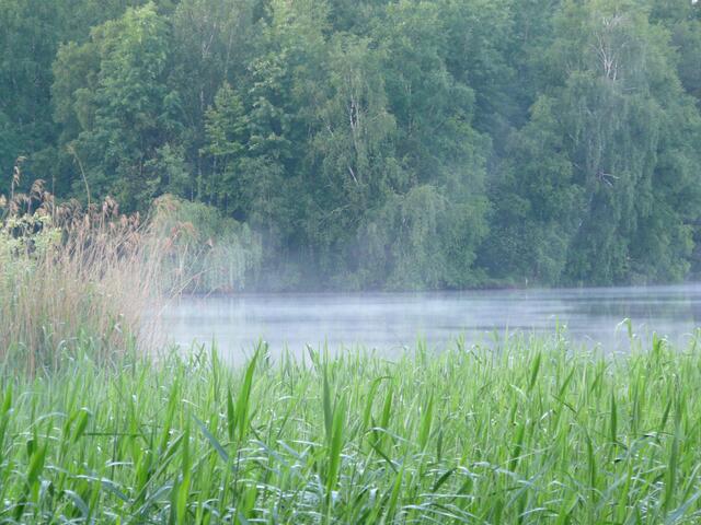 Eine herrliche "Nebelstimmung" umhüllt den See und seine Bewohner.