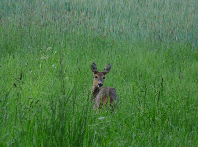 Neugierde geweckt!