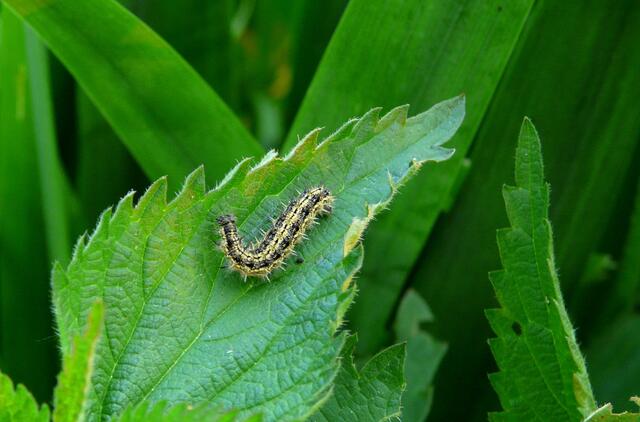 Welcher Schmetterling wird sich aus dieser Raupe entwickeln? Es ist der "kleine Fuchs" (Aglais urticae). Seine Futterpflanze ist die Brennnessel.