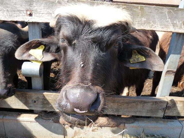 habe ich nicht einen tollen blonden Schopf??