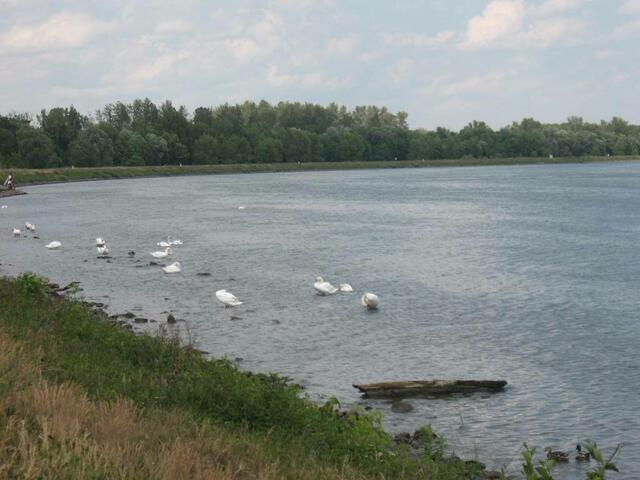 Fast drei Meter vom der normalen Wasserlinie entfernt können sich die Schwäne noch im Stehen putzen.
