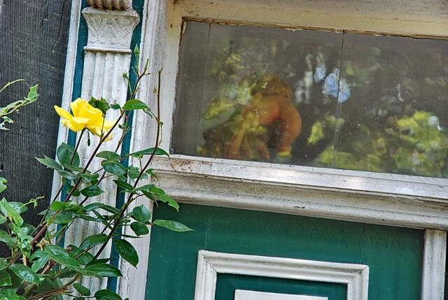 Horst freut sich besonders über die erste Rose, die am Mühlenhaus blüht. Bald sollen es noch mehr sein.