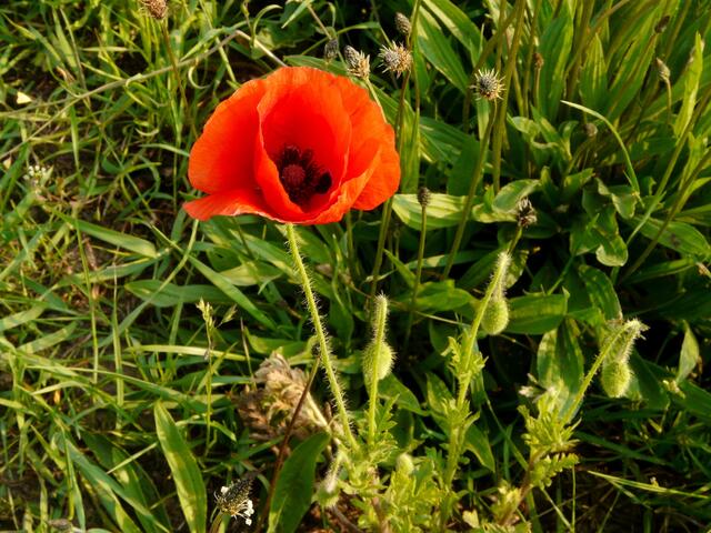 ...und der Mohn.