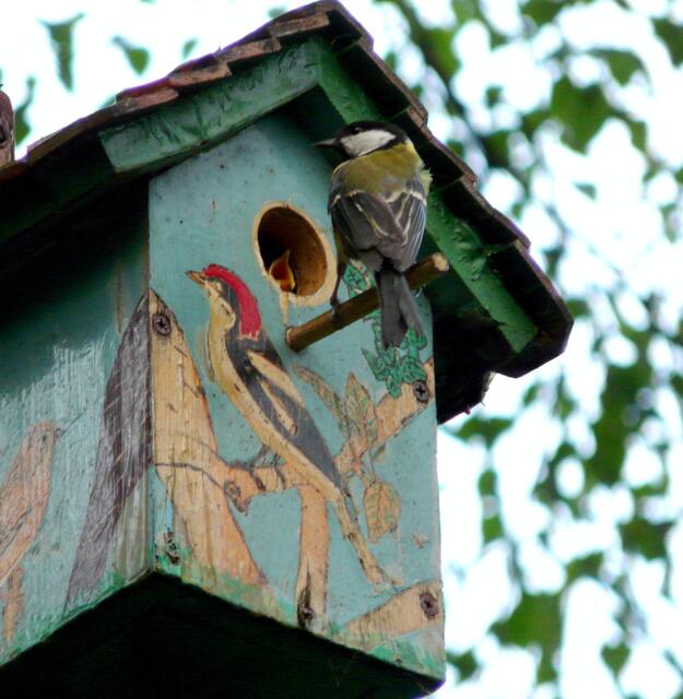 Die bunten Nistkästen am Würmsee wurden von einer Meisenfamilie bezogen. Die Eltern sind unermüdlich im Einsatz um den hungrigen Vogelkindern eiweißreiche Insektennahrung zu bringen. Lautes Betteln und weit aufgerissene Schnäbel begrüßen die Vogeleltern bei jeder Rückkehr zum Nest.