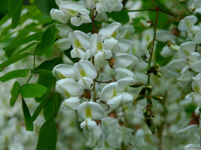 Die Blüten der Robinie, der "Scheinakazie" (Robinia pseudoacacia) duften aromatisch, süßlich.