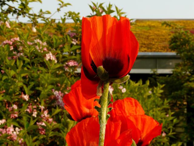 Der Klatschmohn steht leuchtend rot in voller Blüte.