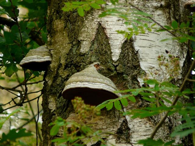 Sind es Zunderpilze, die dort an der alten Birke wachsen?