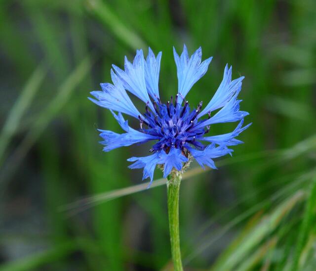 KORNBLUMENBLAU - Centaurea cyanus - Die Kornblume