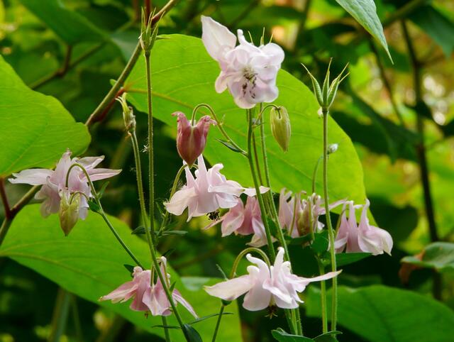 Zarte Akeleiblüten schimmern rosa in der Natur.