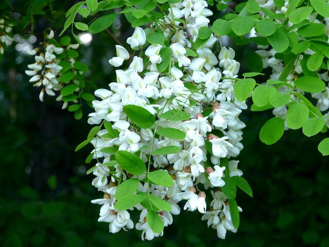 Herrlich anzusehen sind die auffallend leuchtenden, aus vielen Schmetterlingsblüten bestehenden hängenden Blütentrauben.