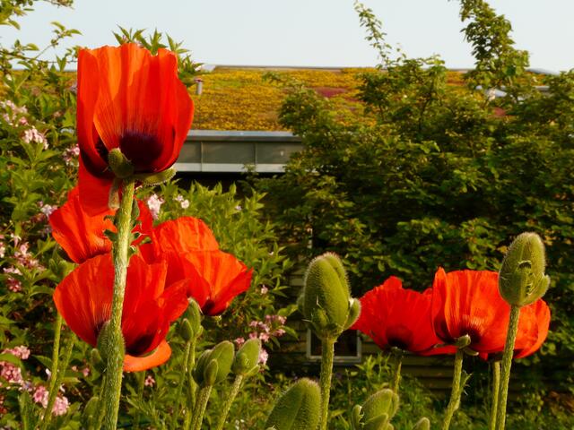 Mohn im Innenhof und begrünte Dächer.