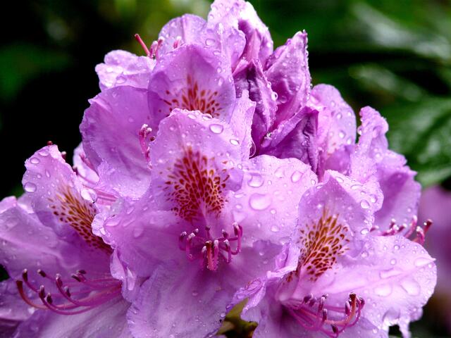 Rhododendronblüte nach dem Regen!