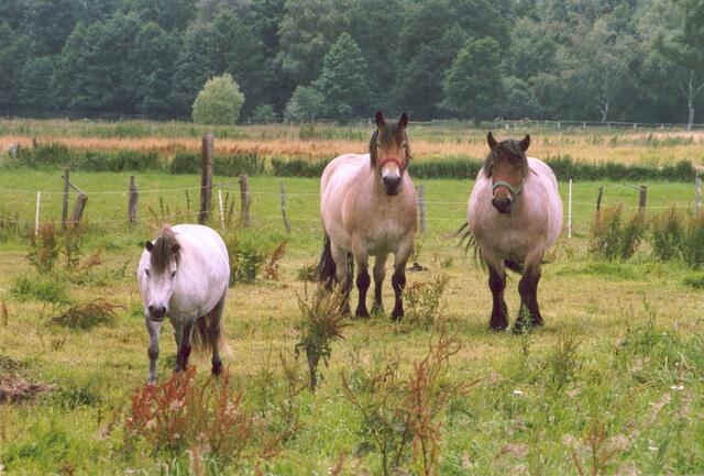 Pferdefamilie