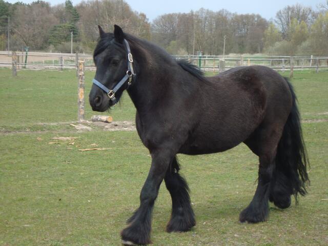 ein Fellpony