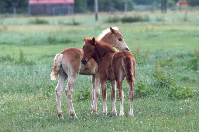 Ponnys