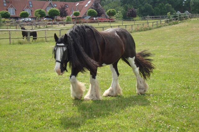 ein Tinker