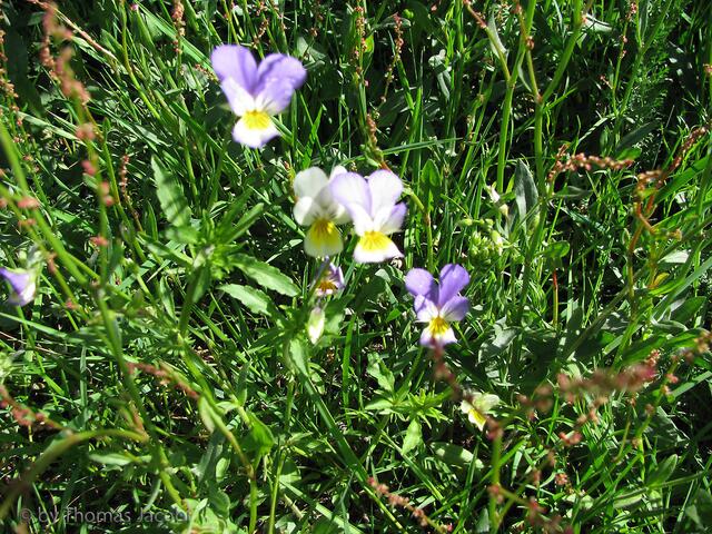 Farbtupfer in der Wiese