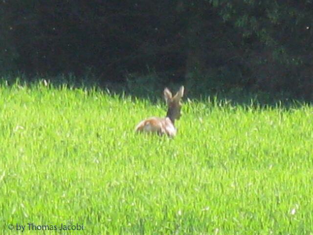 Ratzfatz nahm es Reißaus...