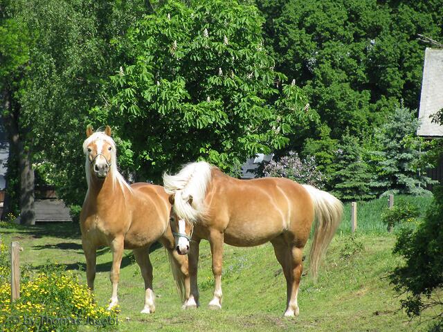 Die waren viel größer wie ich und außerdem zu zweit. :-)