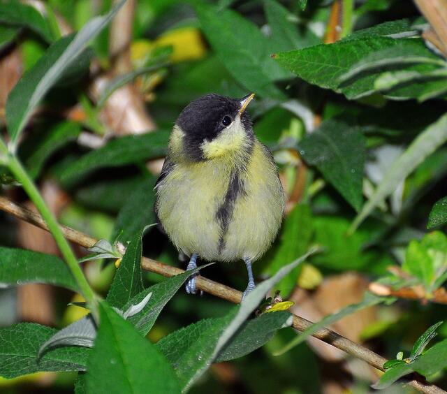 Wo bleibt die Mama nur ?