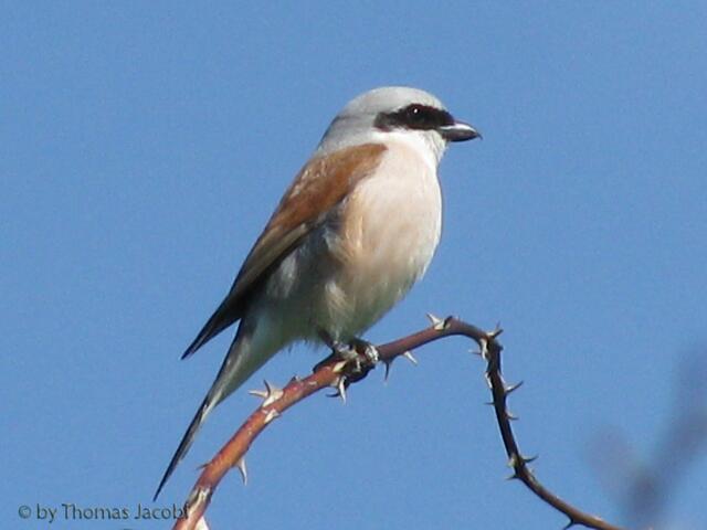 Er überwintert in der Südhälfte Afrikas bis hinunter zum Kap.