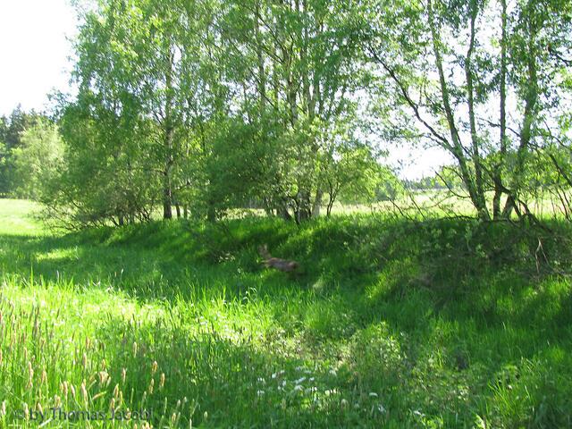 Da schoss ein Reh aus der Böschung (Bildmitte). Wir waren beide sehr überrascht. :-)