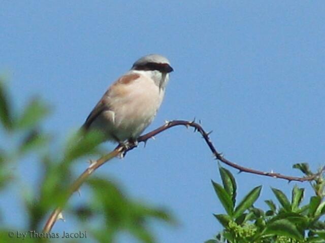 Habe ich erstmals bei uns entdeckt: Neuntöter.