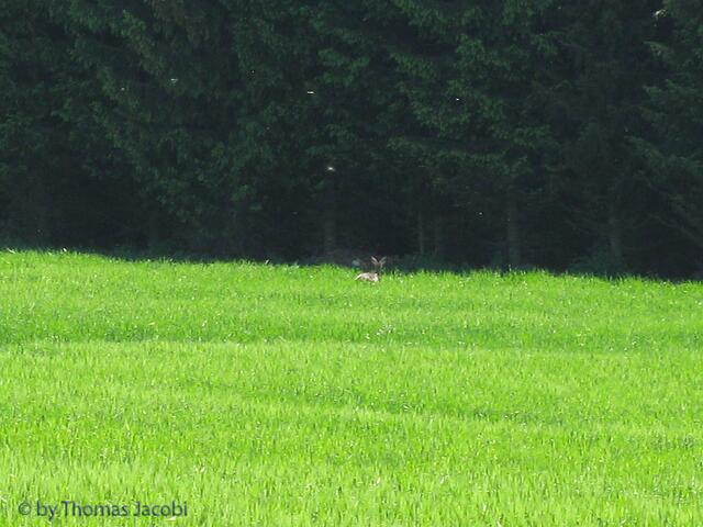 ...und verschwand im Wald.