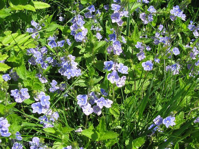 Noch mehr Wiesenblumen. :-)