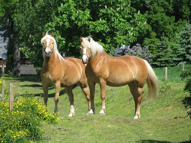 Aber wunderschön sahen die aus. :-)
