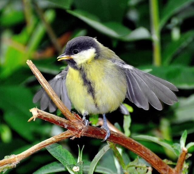 Ich kann noch nicht gut fliegen