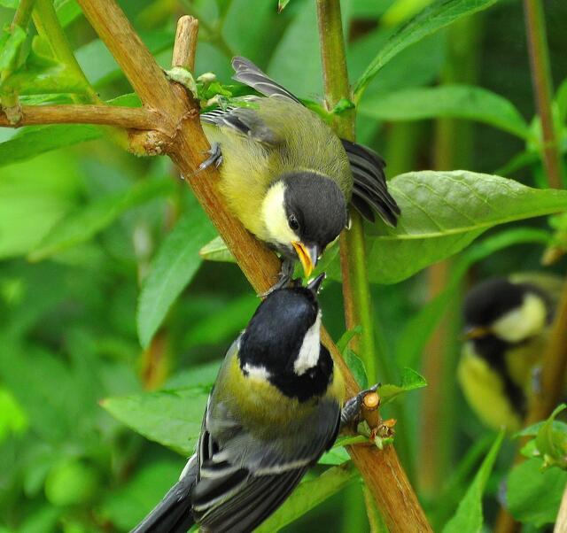 Von oben her geht's auch