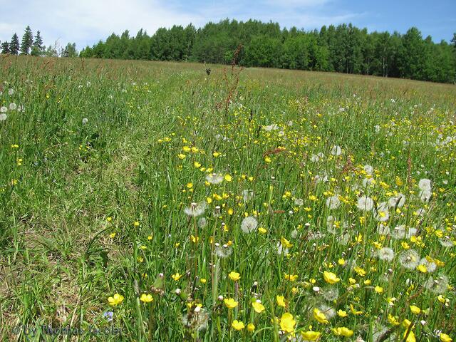 Bunte Wiese.