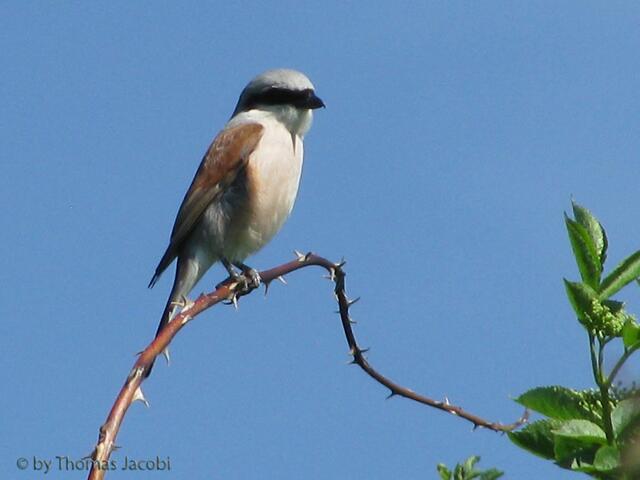 Er ist ein kleiner Raubvogel.