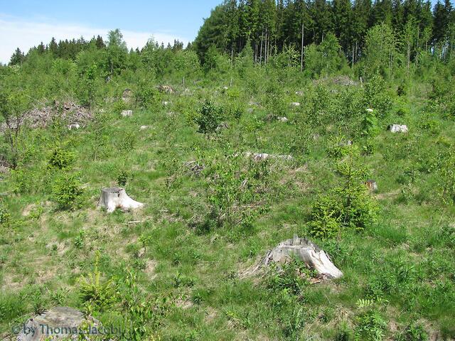 ...durch die Wildnis.