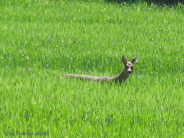 Das Reh hatte mich schneller gesehen wie ich es. :-)