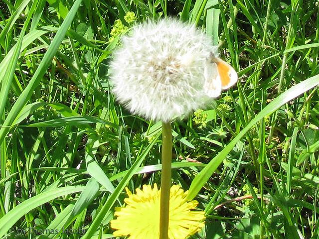 Pusteblume mit Schmetterling. Könnte ein Ochsenauge sein.