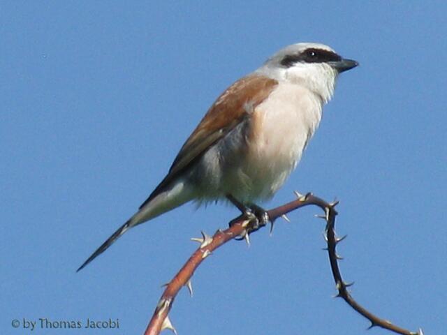Oder besser: er kann Mäuse und andere Bodentiere wie ein Greifvogel schlagen.