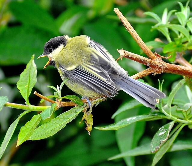 Es geht dem Kleinen nicht schnell genug
