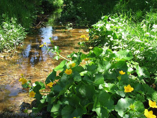 Ein Bächlein mit Sumpfdotterblumen.