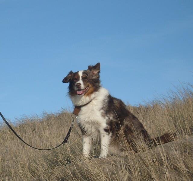 Australian Shepherd Fino | Foto: Claudia Wagener
