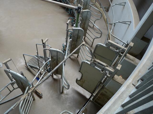 gleich kommen hier die ersten Kühe