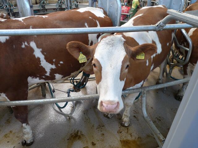 was mag die Kuh wohl denken??