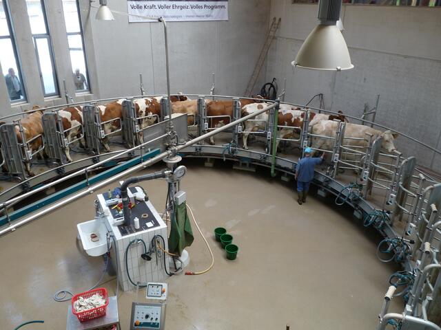 das Karussell dreht sich immer weiter, fast ist es ganz gefüllt und die erste Kuh darf wieder in den Stall zurück kehren